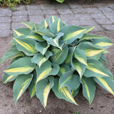 Hosta 'Catherine'